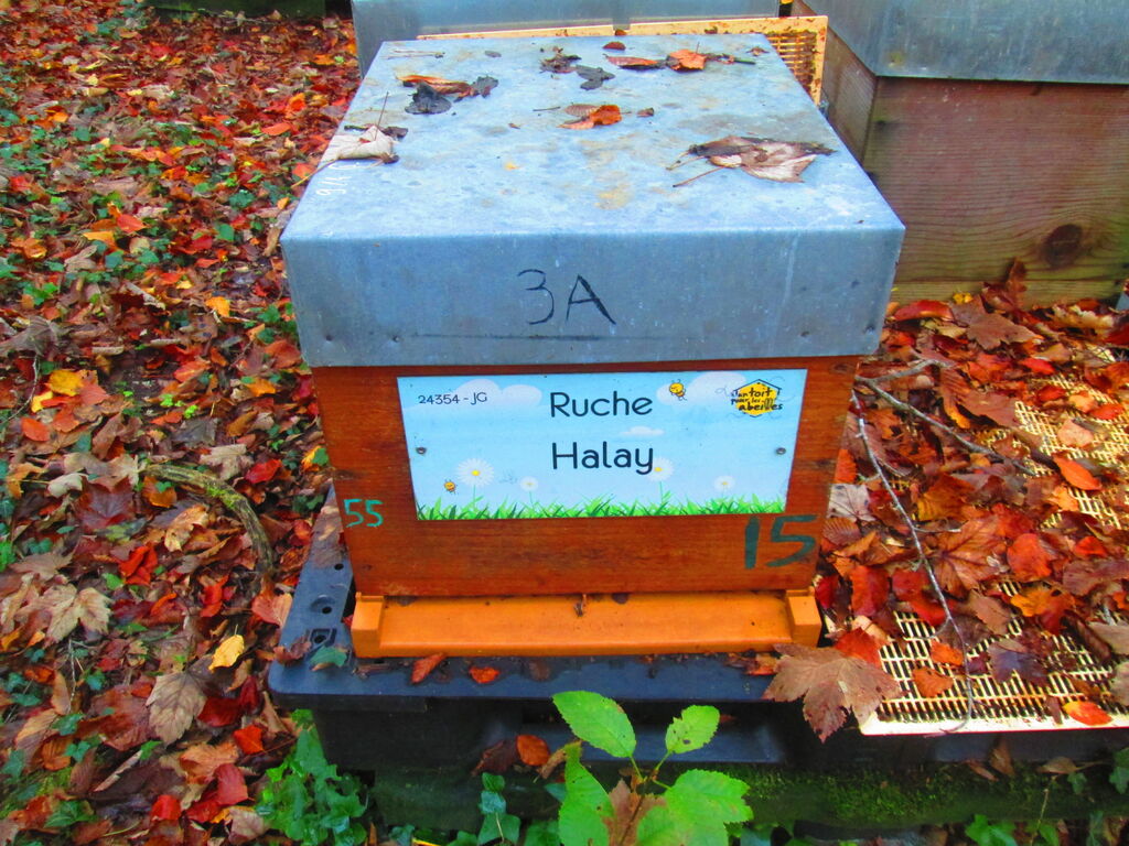 La ruche Halay
