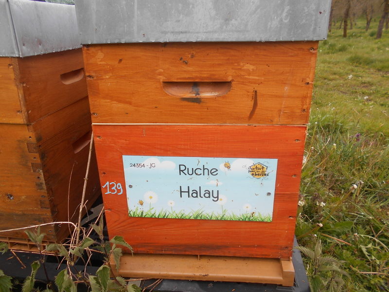 La ruche Halay