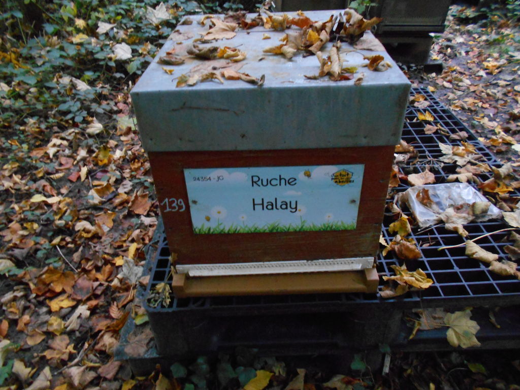 La ruche Halay