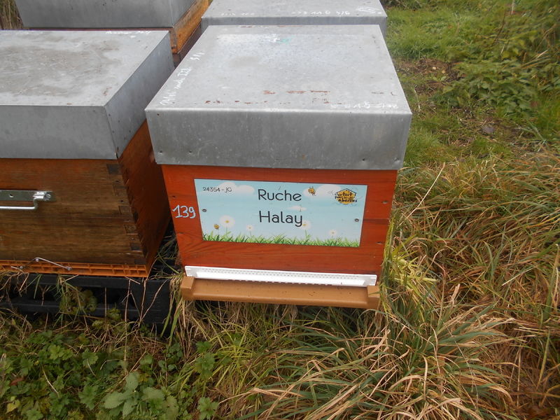 La ruche Halay