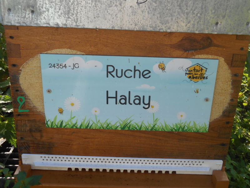 La ruche Halay