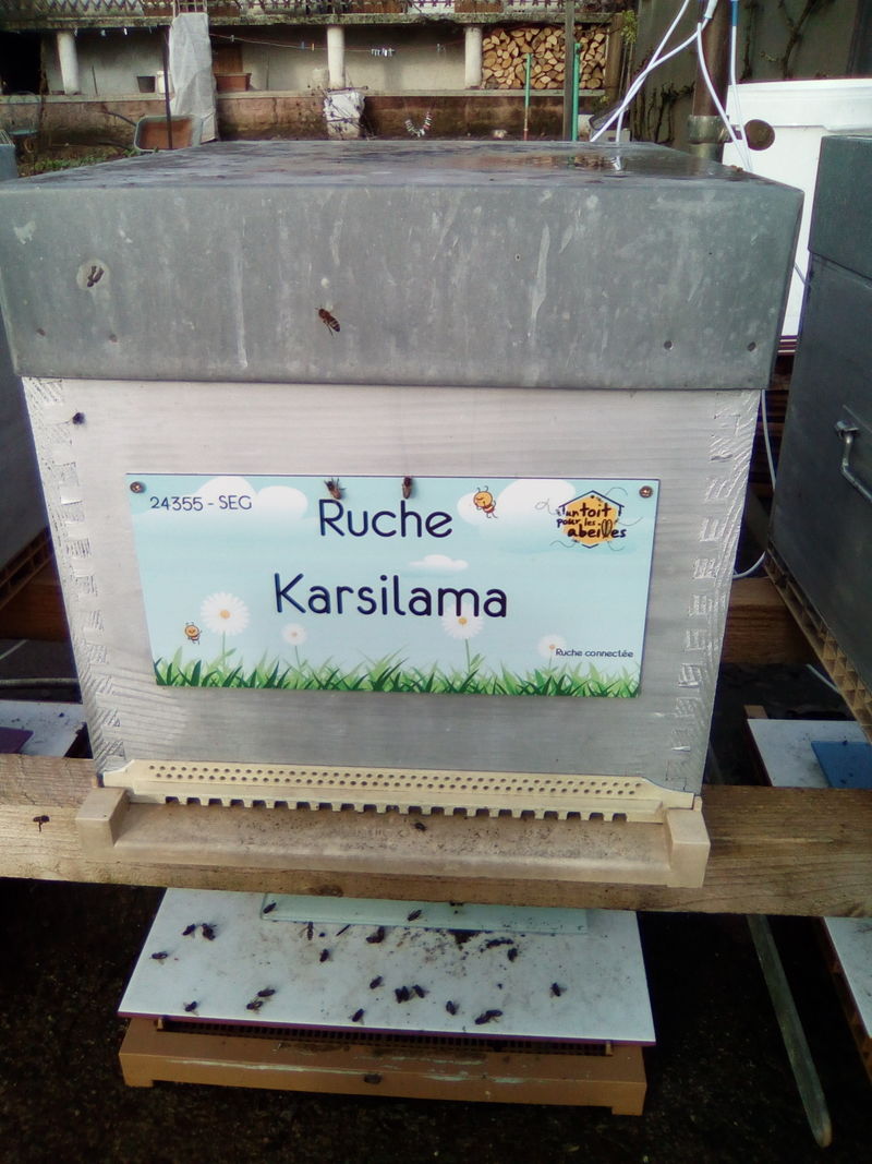 La ruche