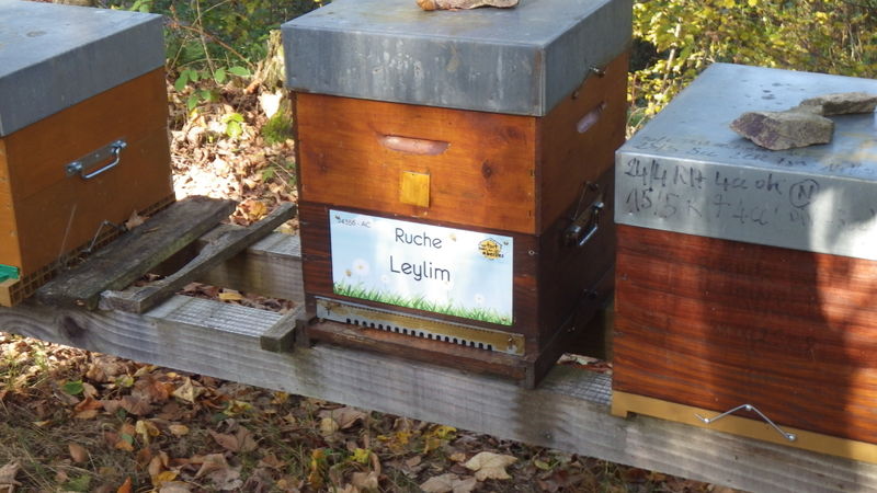 La ruche Leylim