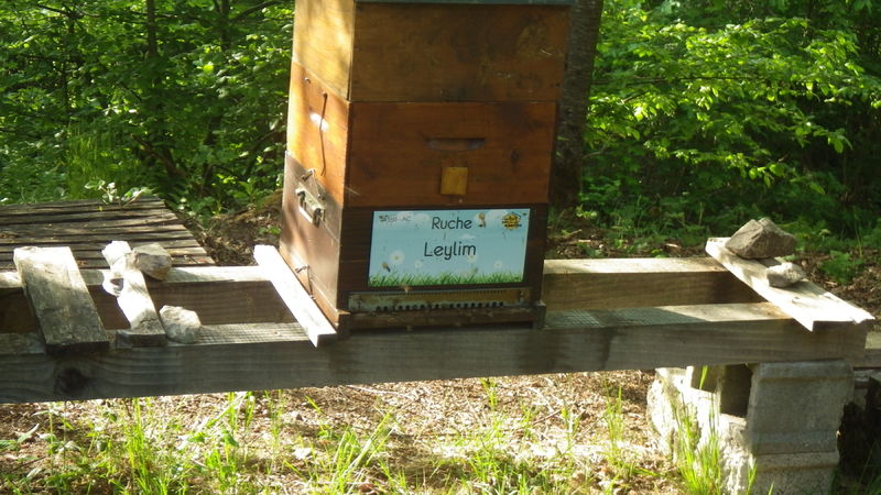 La ruche Leylim