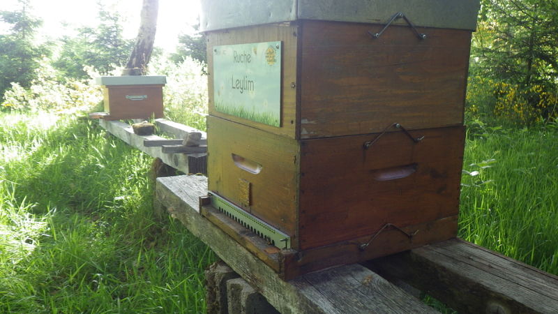 La ruche Leylim