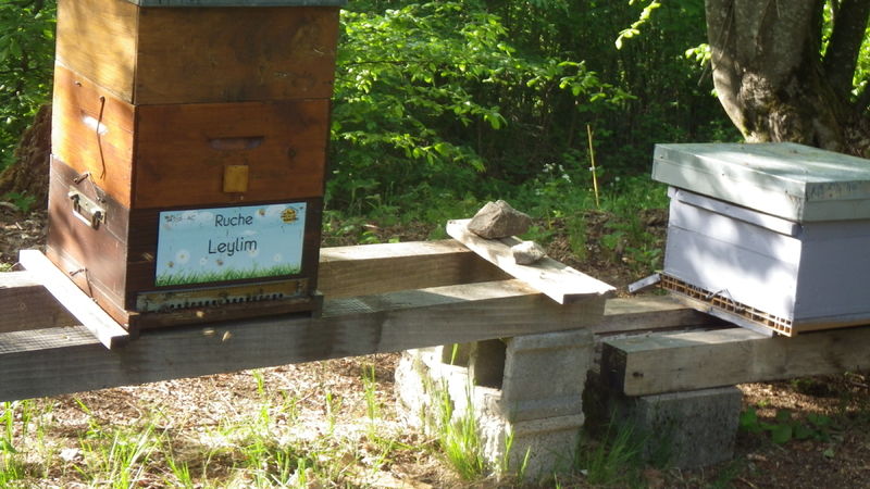 La ruche Leylim