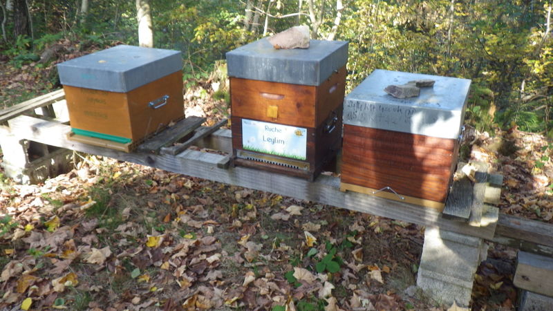 La ruche Leylim