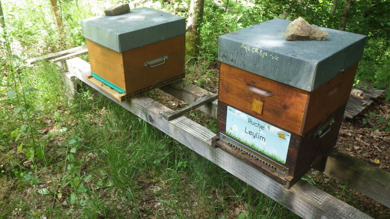 La ruche Leylim
