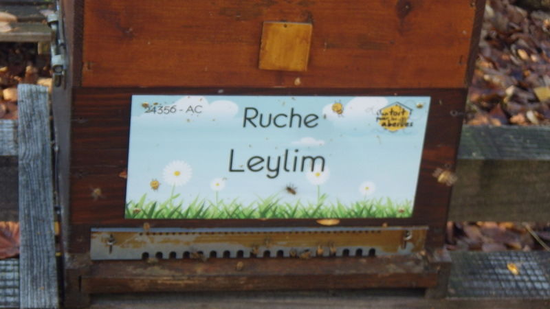 La ruche Leylim