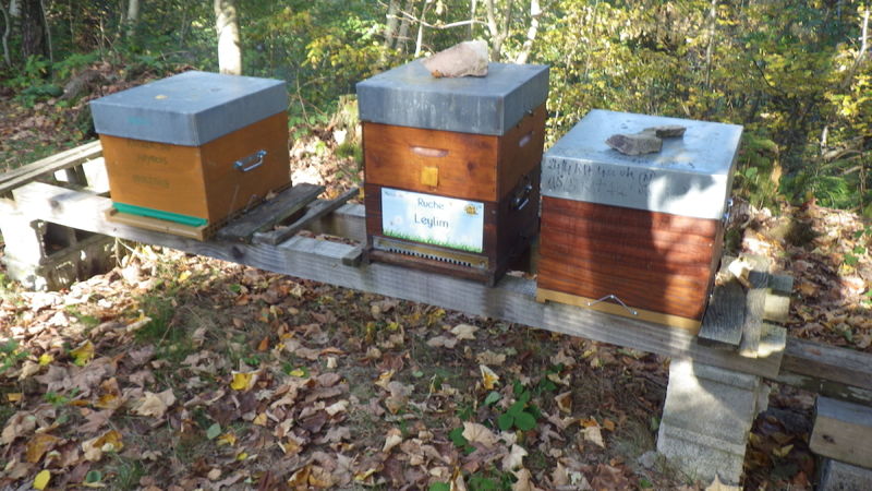 La ruche Leylim