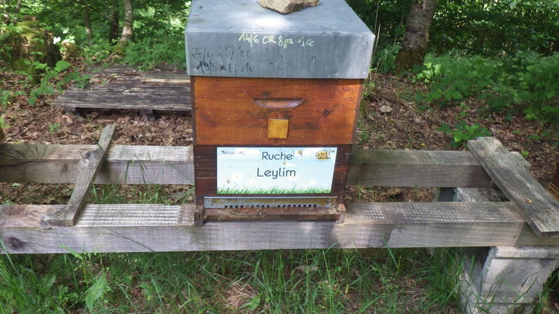 La ruche Leylim