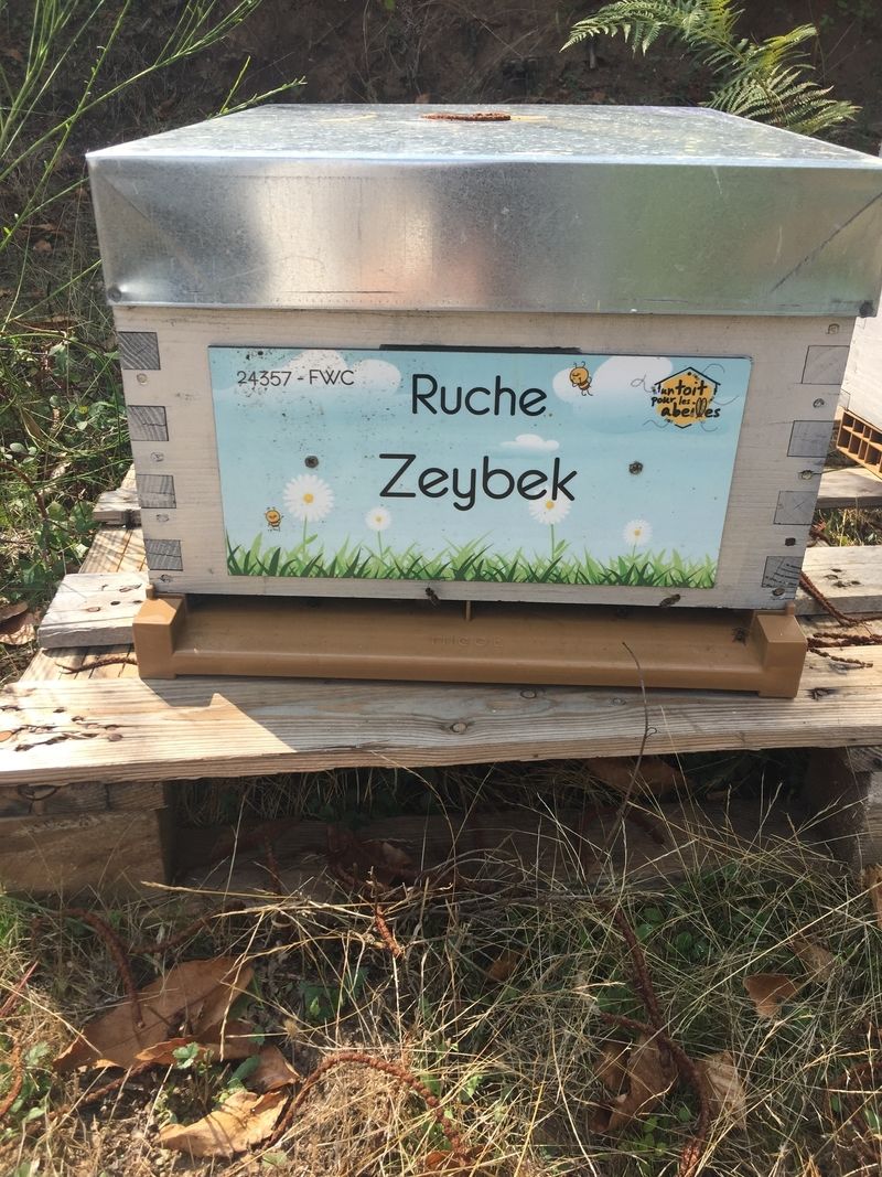 La ruche Zeybek