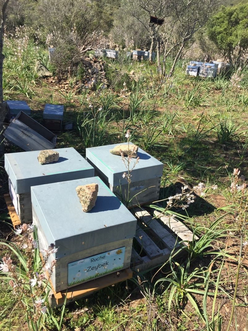 La ruche Zeybek