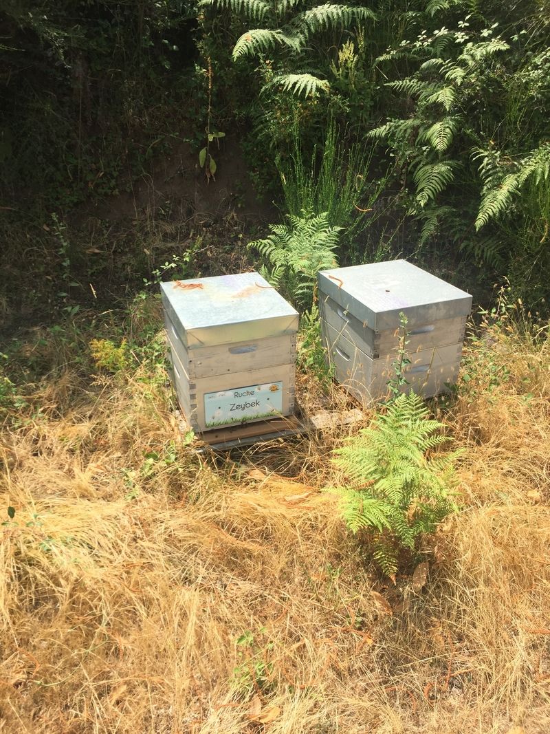 La ruche Zeybek