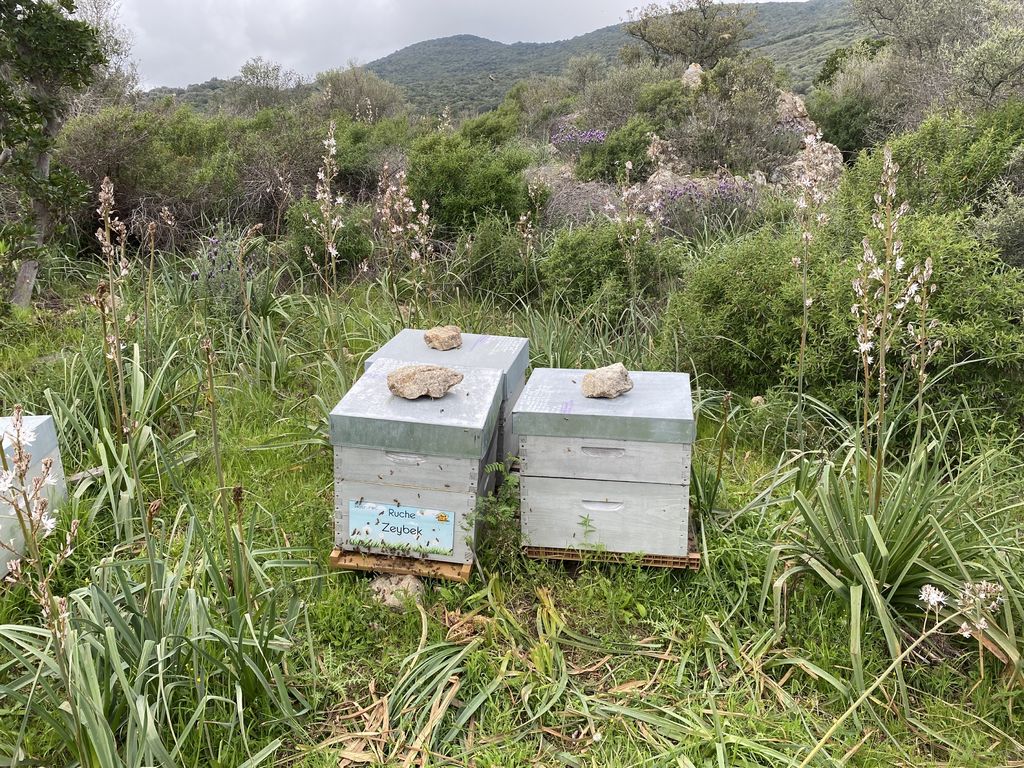 La ruche Zeybek