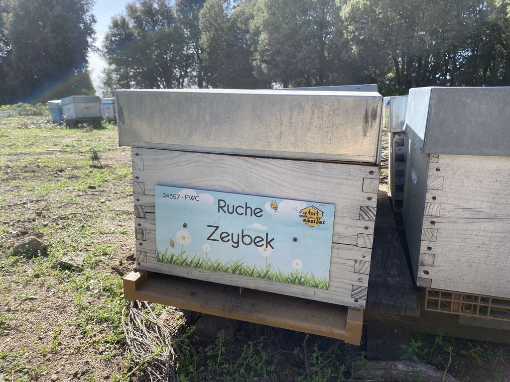 La ruche Zeybek