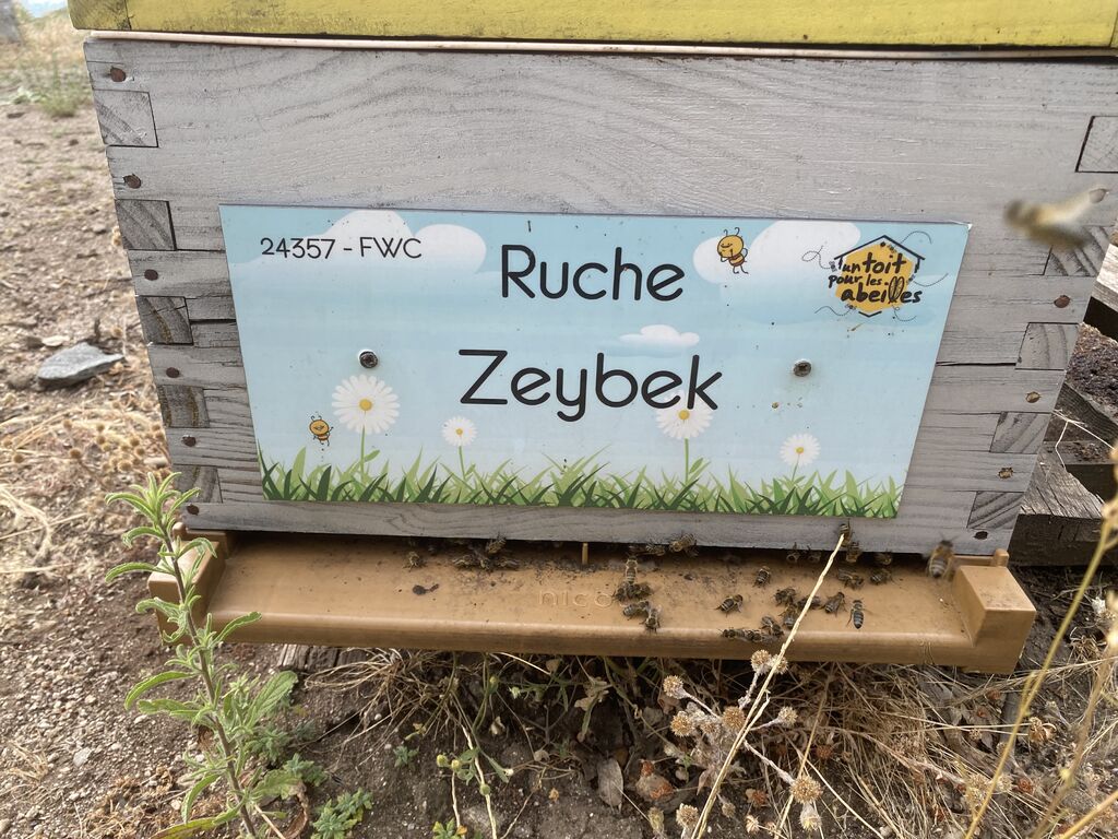 La ruche Zeybek