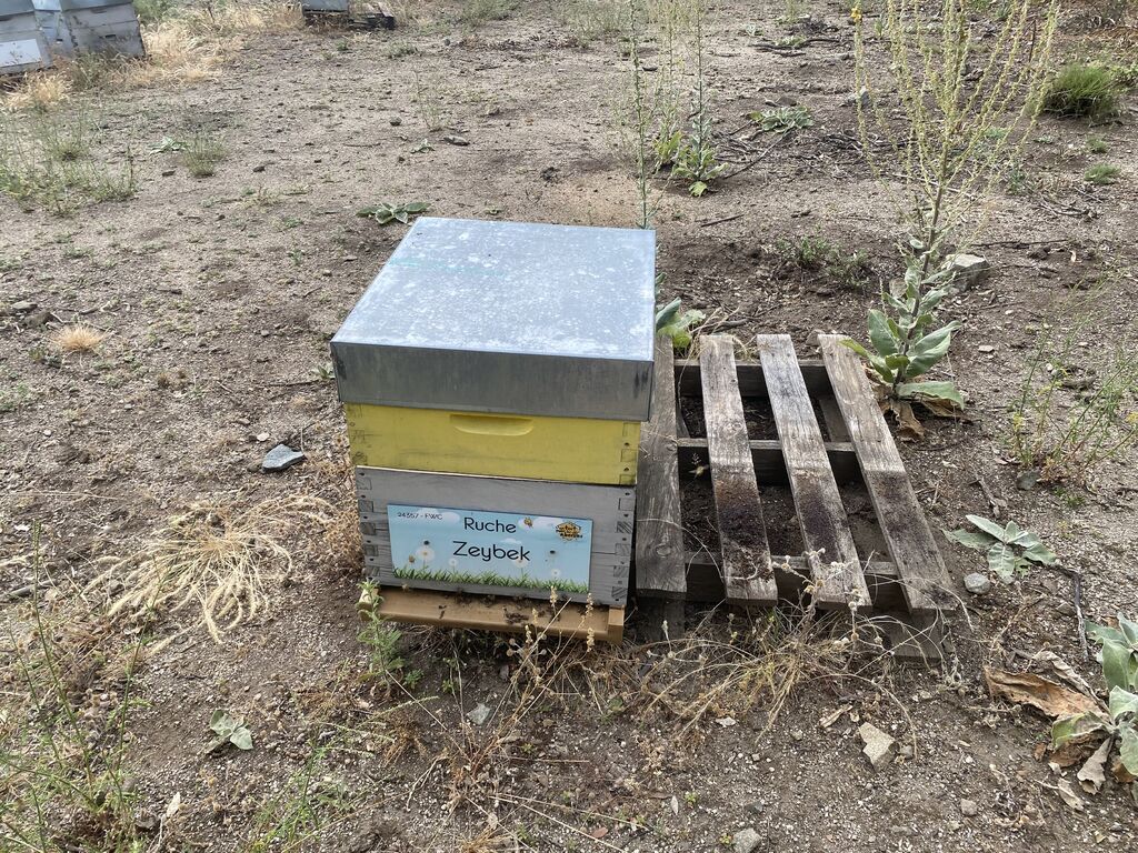 La ruche Zeybek