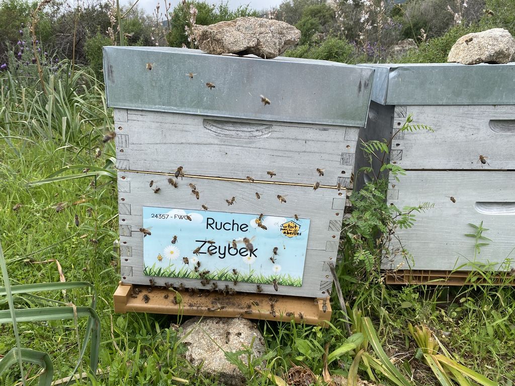 La ruche Zeybek