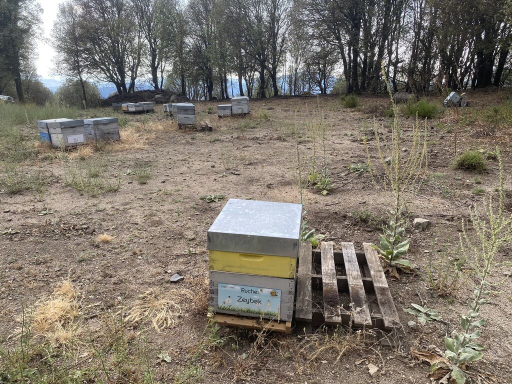 La ruche Zeybek