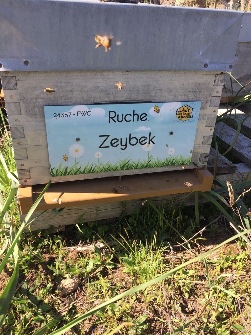 La ruche Zeybek