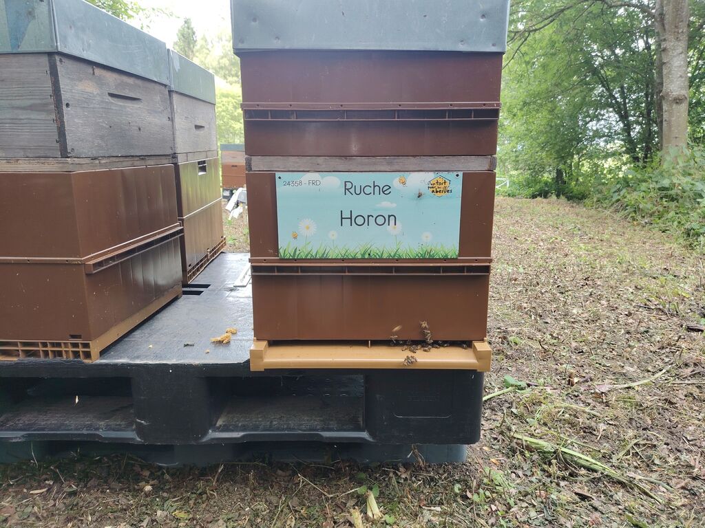 La ruche Horon