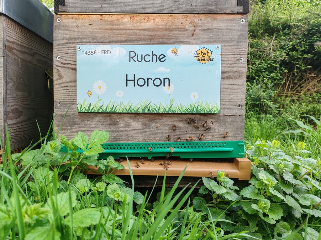La ruche Horon