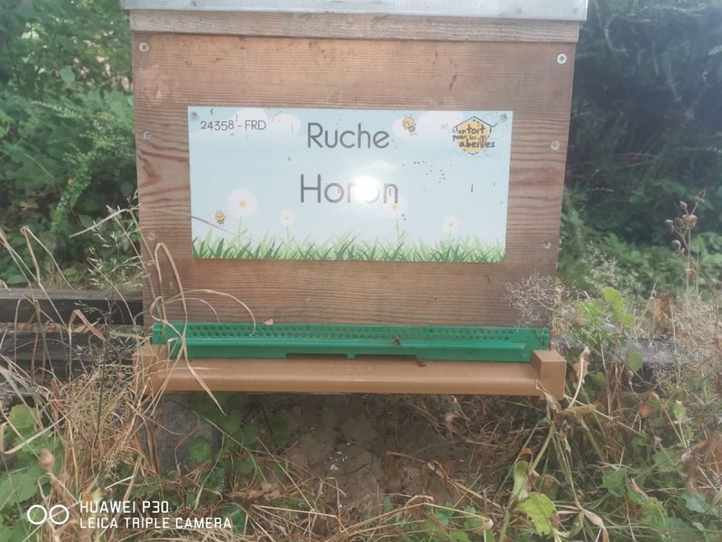La ruche Horon