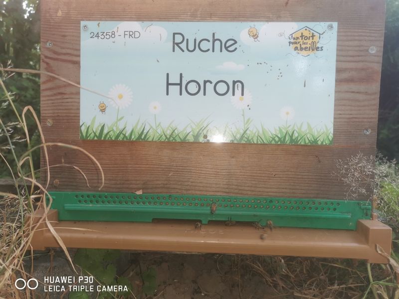 La ruche Horon