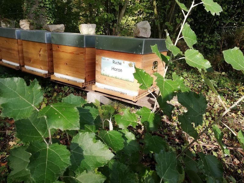 La ruche Horon