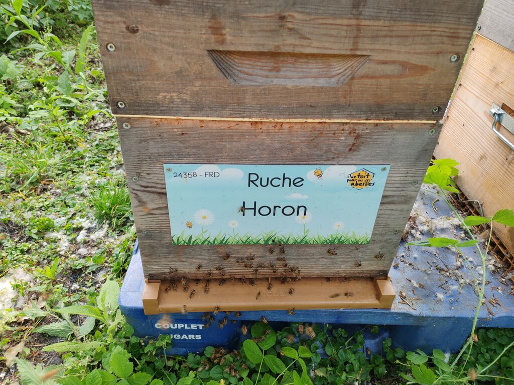 La ruche Horon