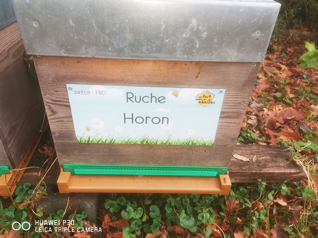 La ruche Horon