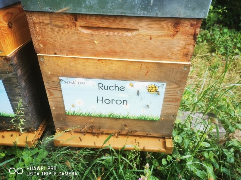 La ruche Horon