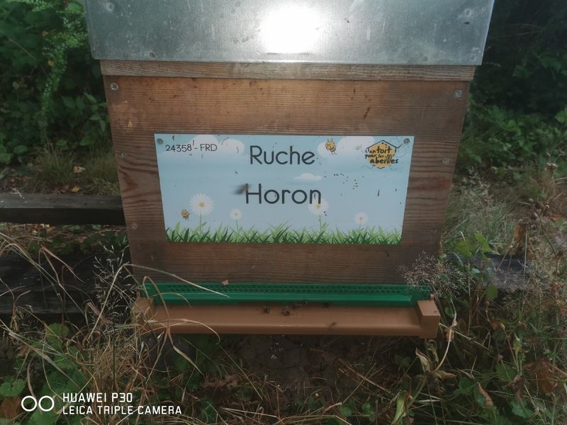 La ruche Horon