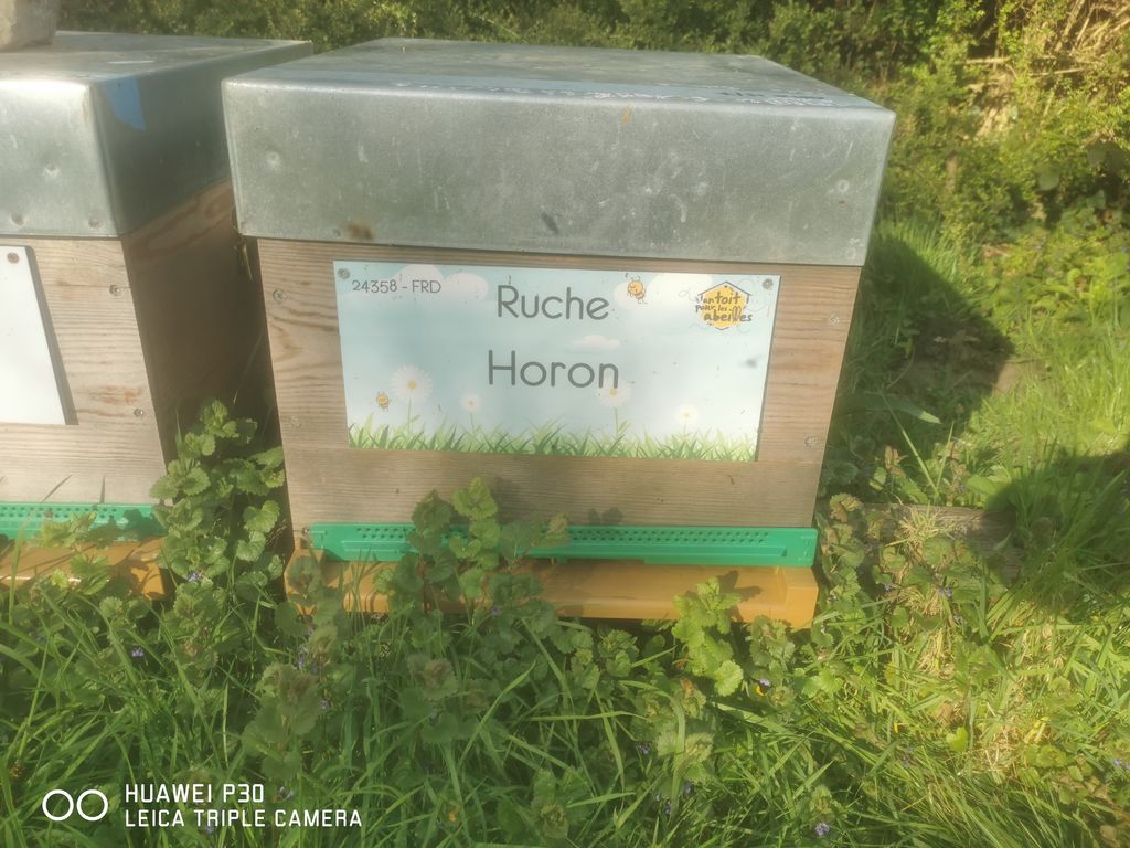 La ruche Horon