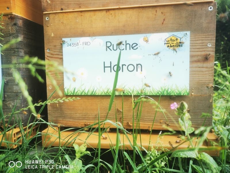 La ruche Horon