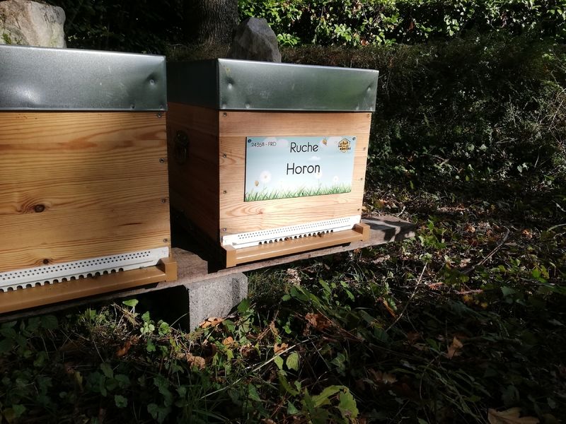 La ruche Horon