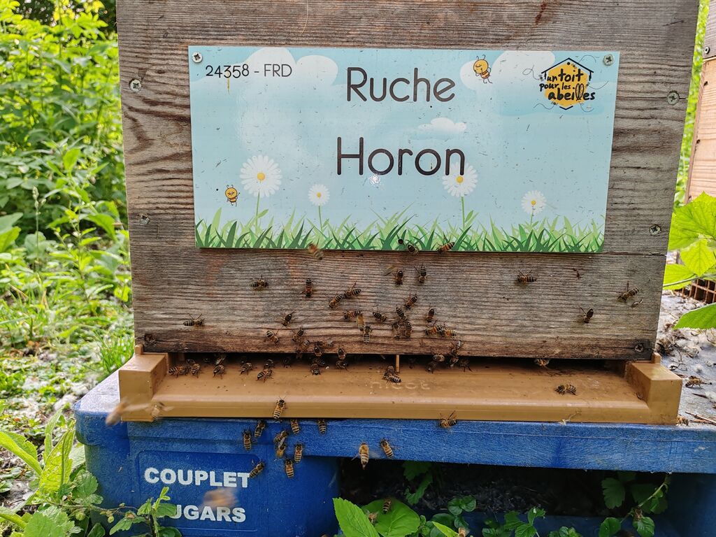La ruche Horon
