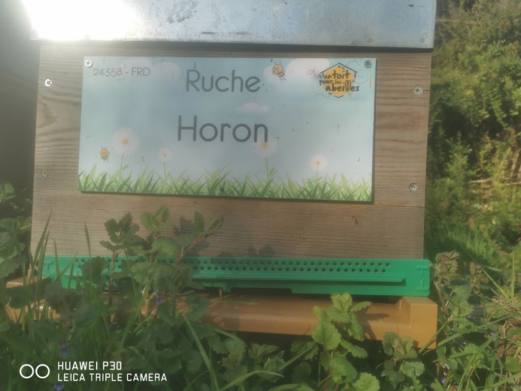 La ruche Horon