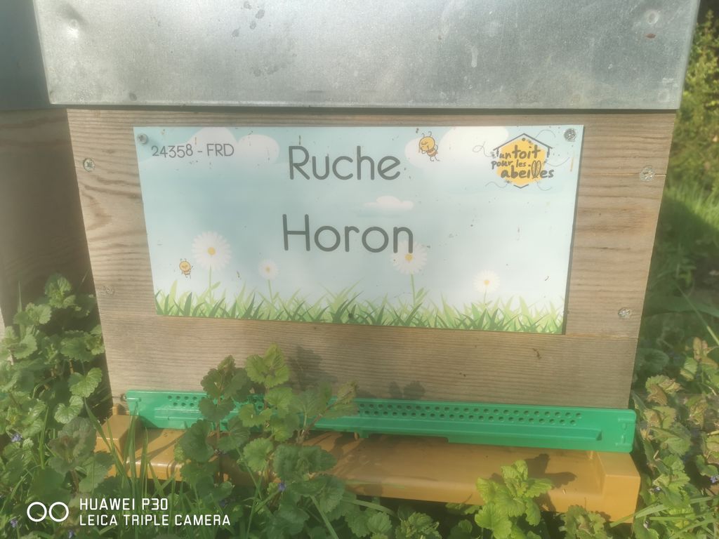 La ruche Horon