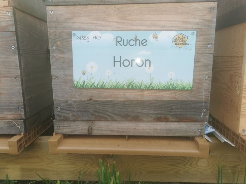 La ruche Horon