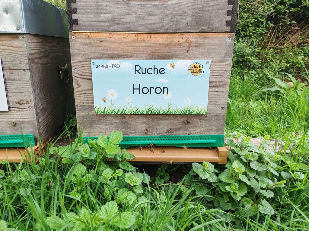 La ruche Horon