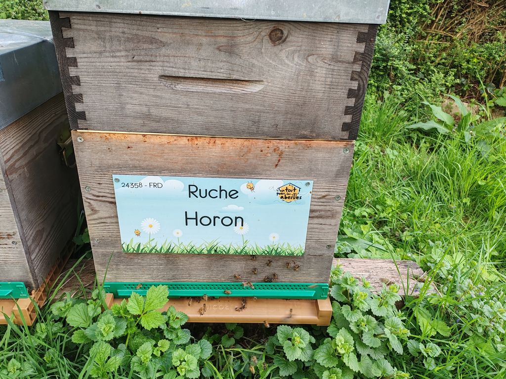 La ruche Horon