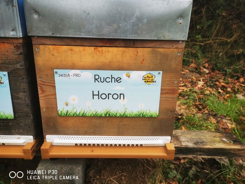 La ruche Horon