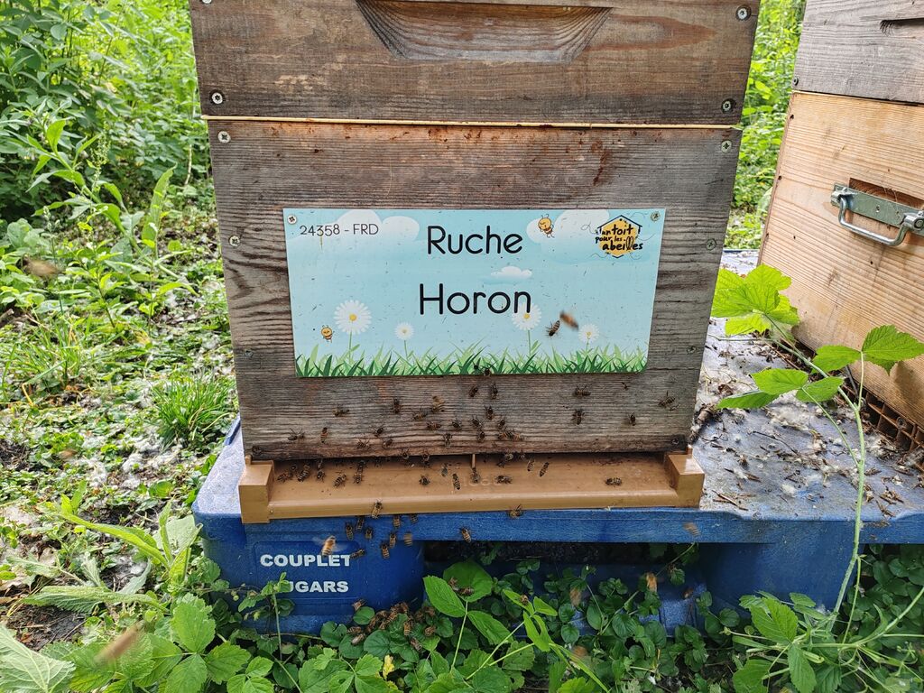 La ruche Horon