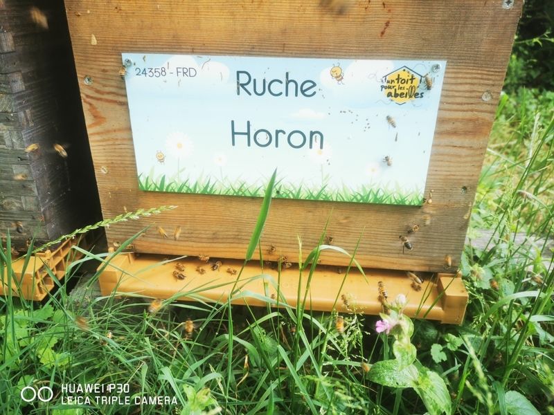 La ruche Horon