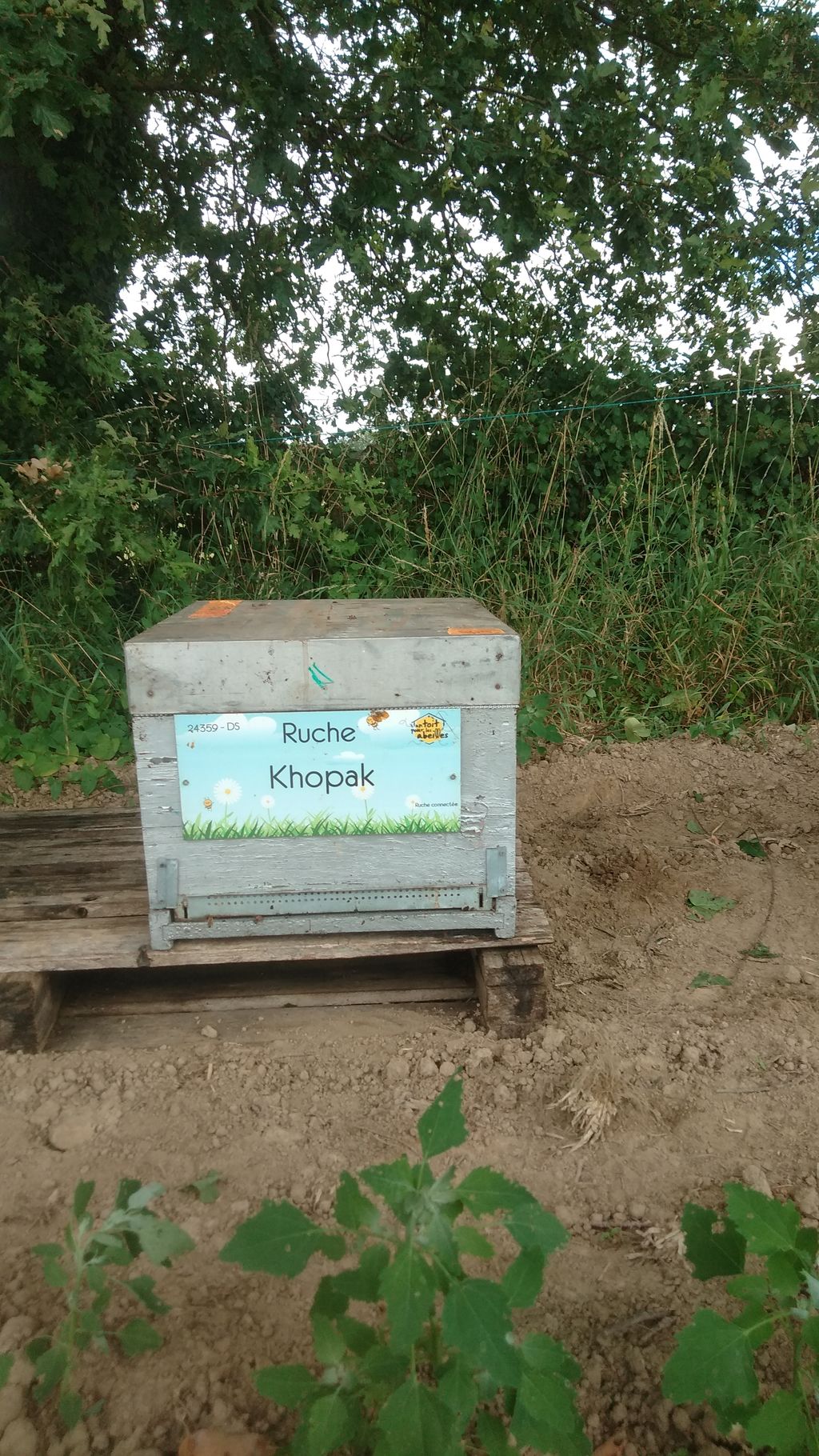 La ruche