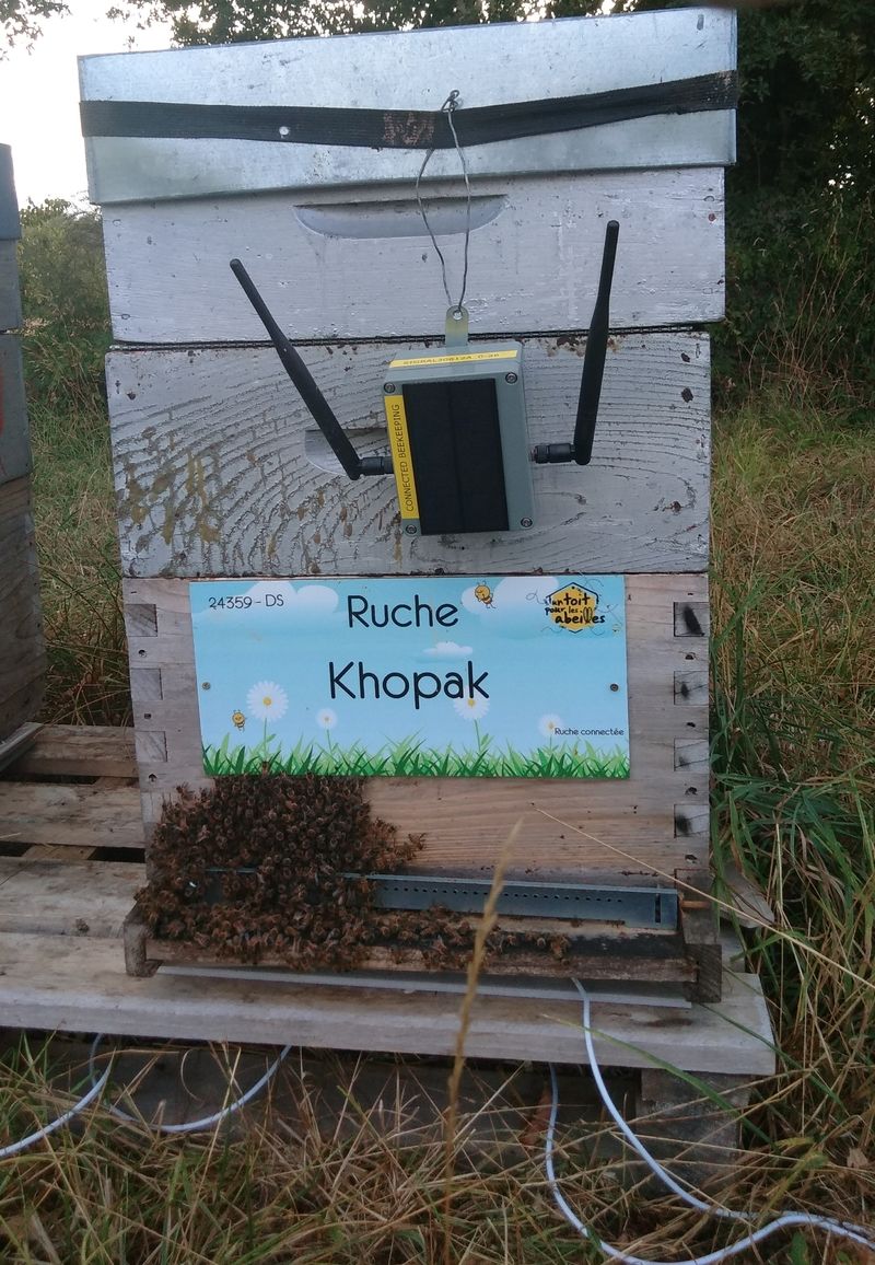 La ruche Khopak