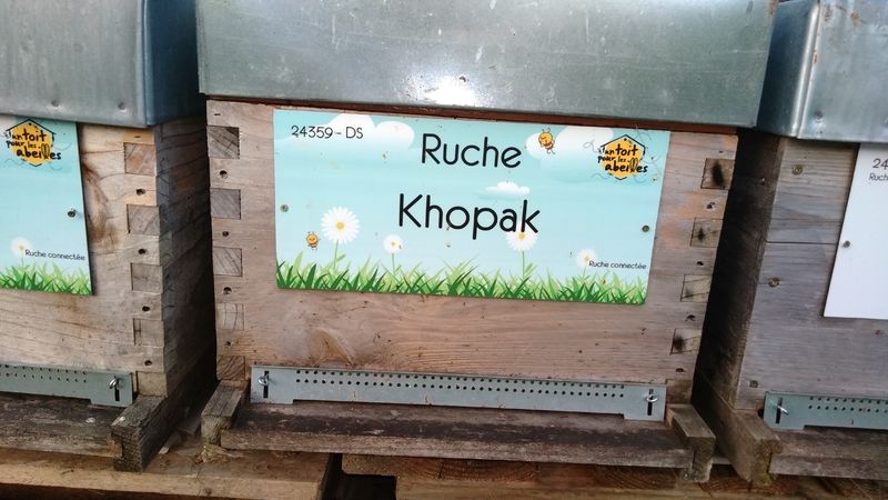 La ruche Khopak