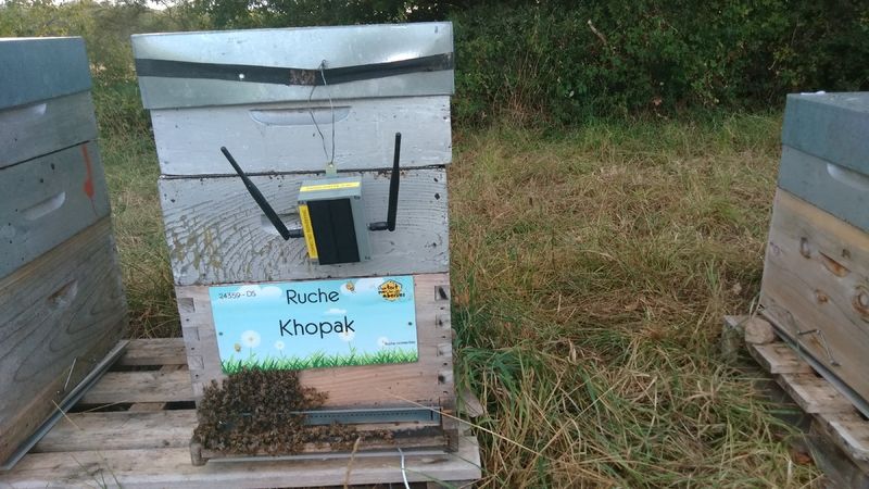 La ruche Khopak